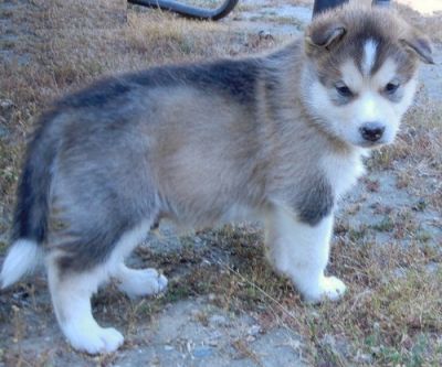 Alaskan Malamute Puppies For New Homes.