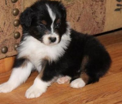 Charming Australian shepherd Puppies For Sale