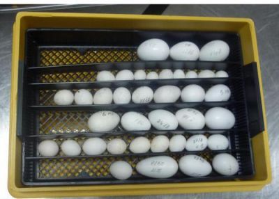Hand tamed Parrots And Fertile Parrot Eggs For Sale