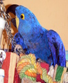 Macaws For Sale	