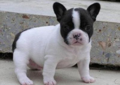 french bulldog for adoption