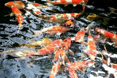 Top quality KOI fishes now ready for sale.