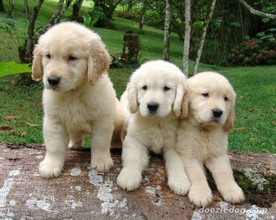 Golden Retriever Puppies available for good homes 