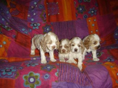 American Cocker Spaniel Puppies