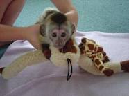 Adorable Baby Capuchin,Squirrel,Spider and Marmoset monkeys