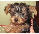 Cute Lovely And Adorable Tiny Yorkie Puppies For Adoption