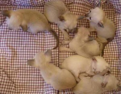 Siamese Kittens Bred By Oramor