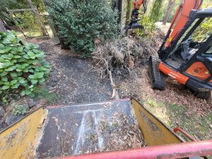 Next Step Tree Removals