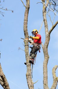 Next Step Tree Removals
