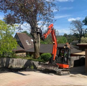 Next Step Tree Removals