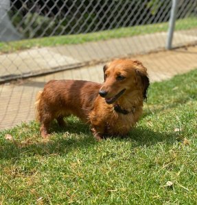 Premium Pet Care at Dog Boarding Melbourne | A Dogs Domain and Cats too